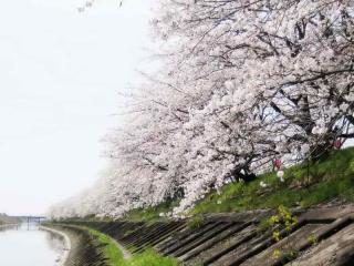 桜４城めぐり犀川堤 004[5]