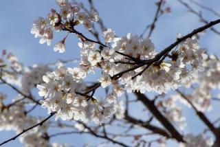 2009-04-04-083442_resize1