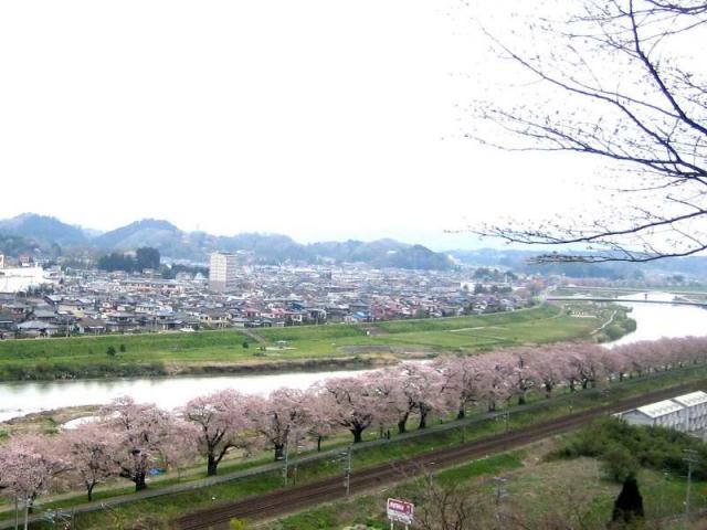 1船岡城址から白石川の桜p