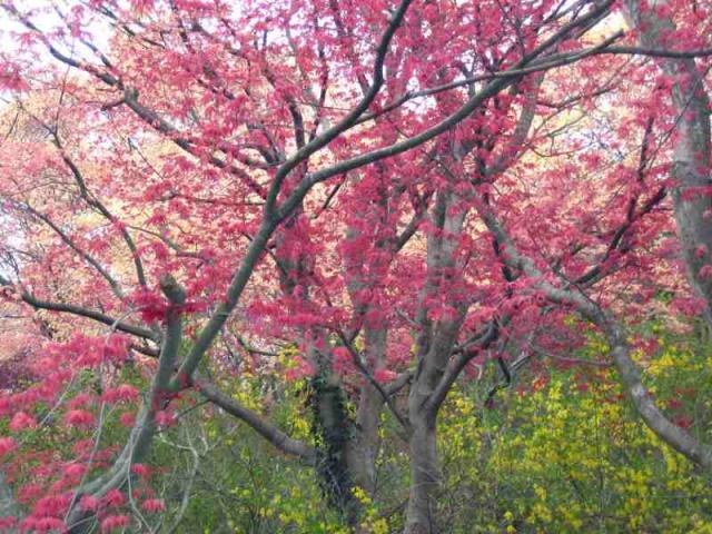 3花見山公園p