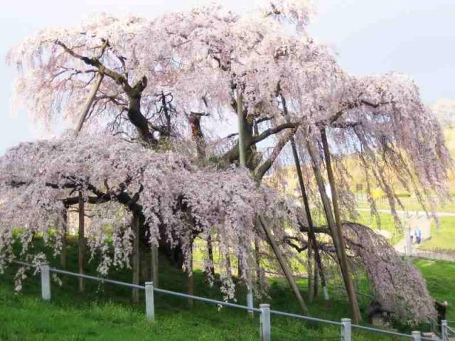 4三春の滝桜p